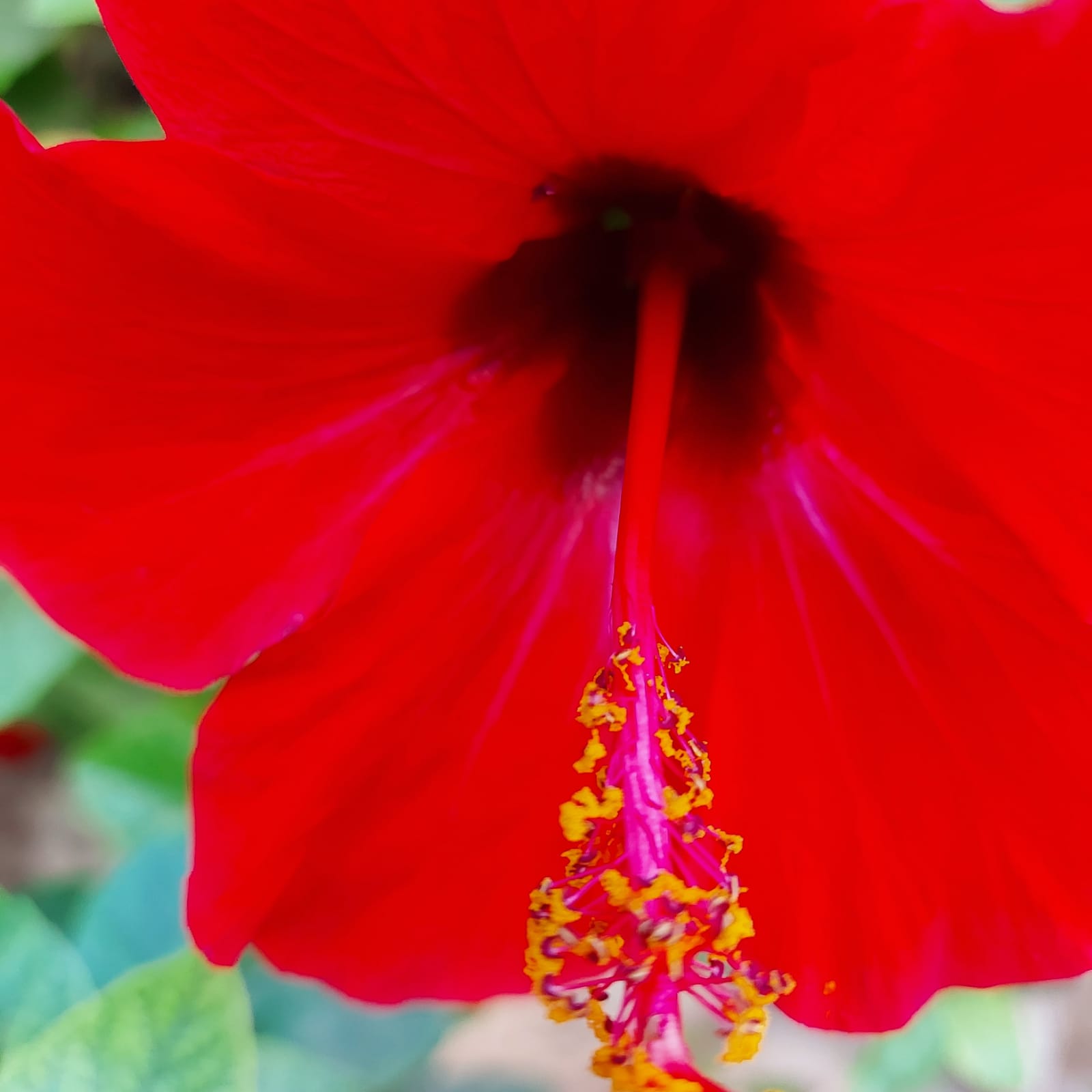 fragrant shoeflower